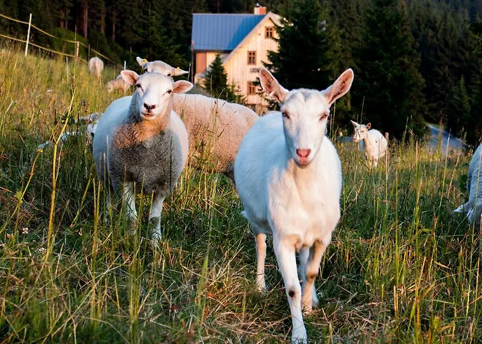 Готель Erlebachova Bouda, - Svaty Frantisek